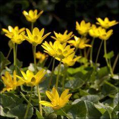 celandine flower remedy