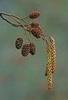 lunar alder flower remedy