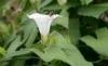 bindweed flower remedy bindweed