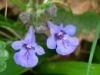 lunargroundivyflowewrremedy Lunar Ground Ivy