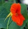 Brow chakra flower remedy Brow chakra