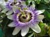 Heart chakra flower remedy Heart Chakra