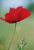 y Lunar poppy flower remedy