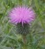 lunar thistle flower remedy