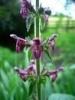 lunar woundwort flower remedy